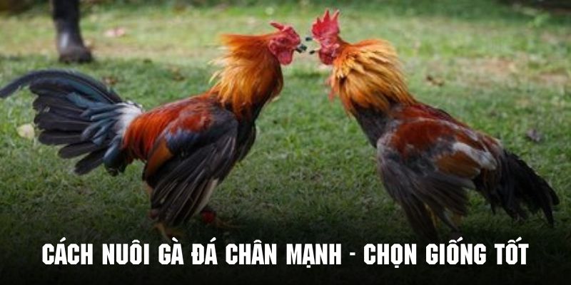 Cách nuôi gà đá chân mạnh hiệu quả bằng cách chọn giống tốt