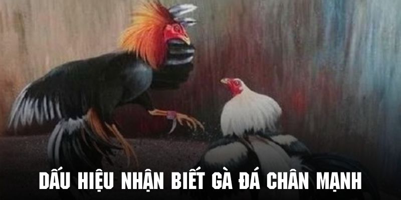 Dấu hiệu giúp chủ kê nhận diện gà chiến chân mạnh cực dễ