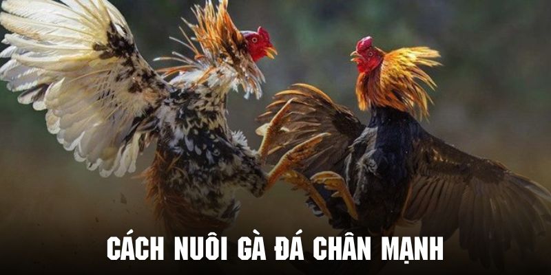 Cách Nuôi Gà Đá Chân Mạnh - Bí Kíp Vàng Để Gà Có Phong Độ Cao